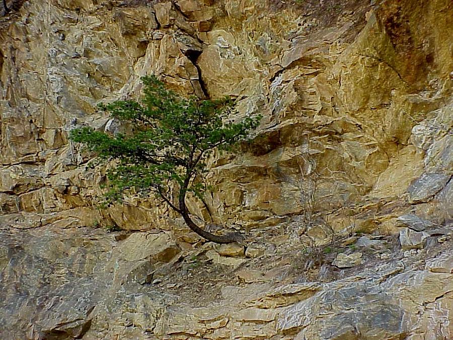 Tree from Rock Photograph by Allen Nice-Webb