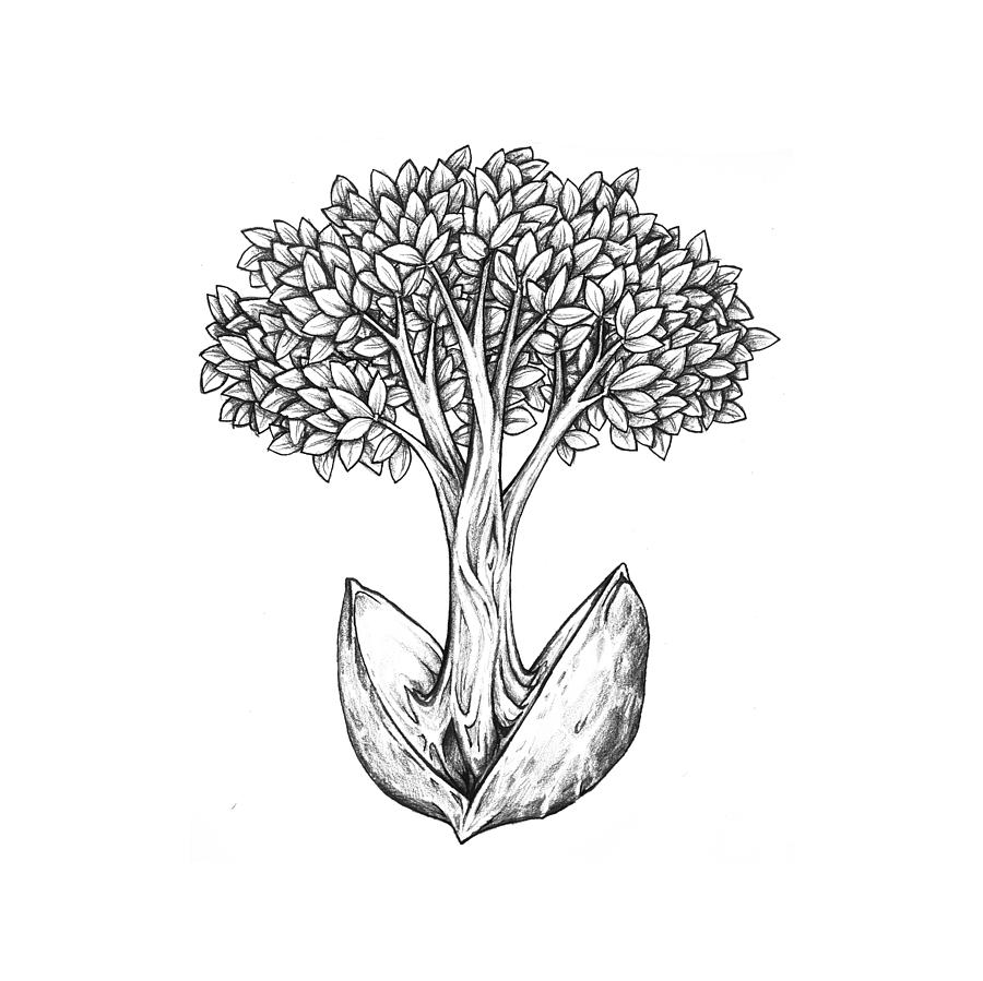 Tree from Seed Drawing by Aaron Spong