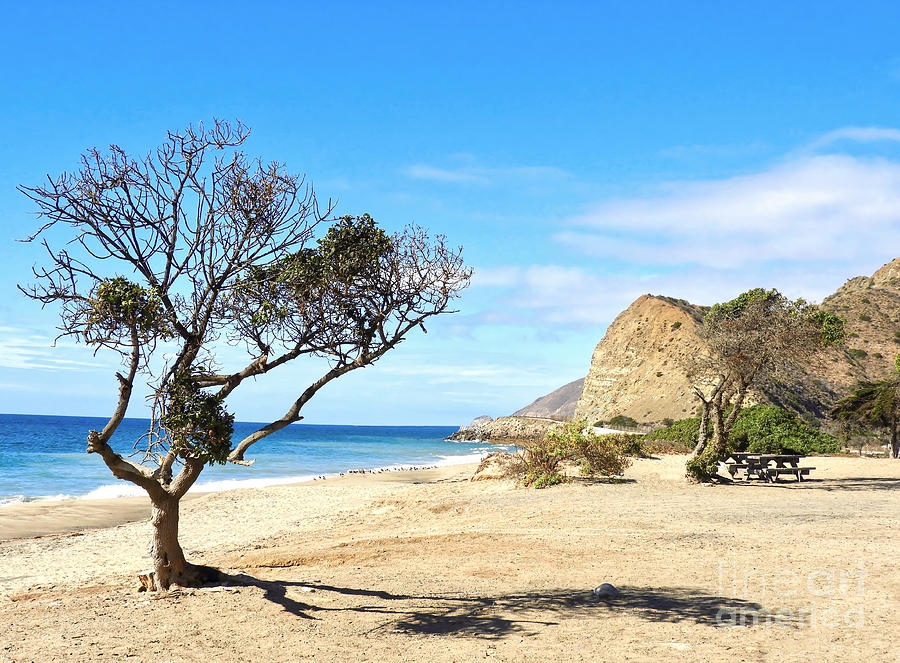 Tree Fronting Mugu Rock Photograph by Beth Myer Photography