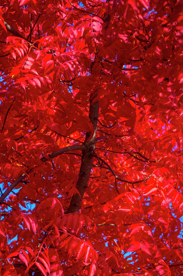Tree Full Of Red Leaves Photograph by Garry Gay