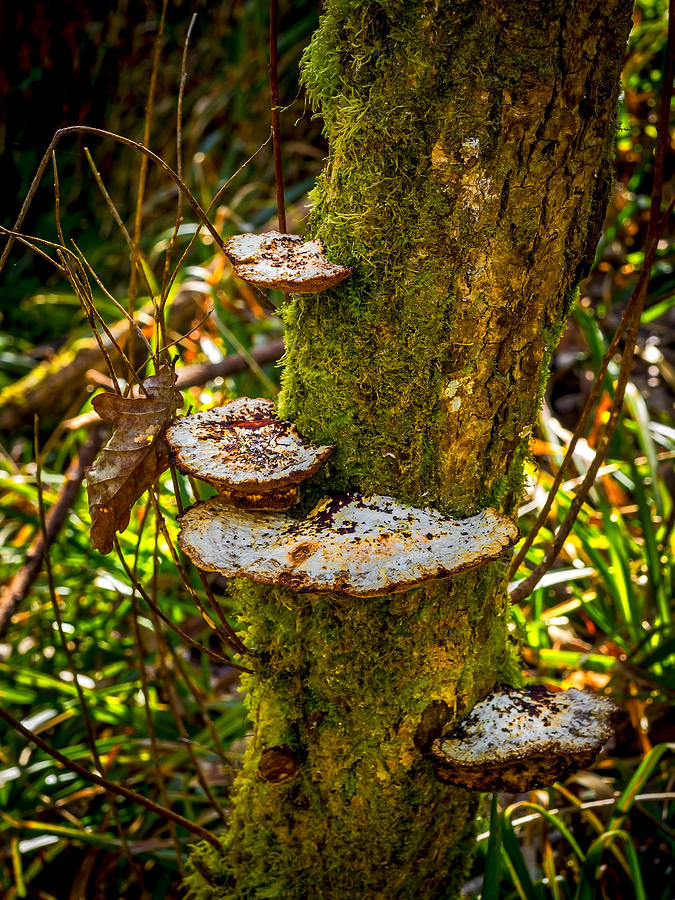Tree Funghi Photograph by Mark Llewellyn