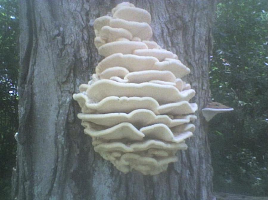 Nature Photograph - Tree Fungi by Darryl Redfern