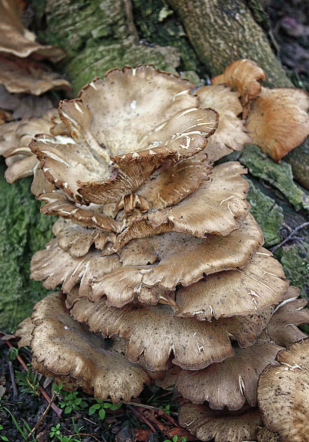 Tree Fungi Photograph by Jeff Townsend