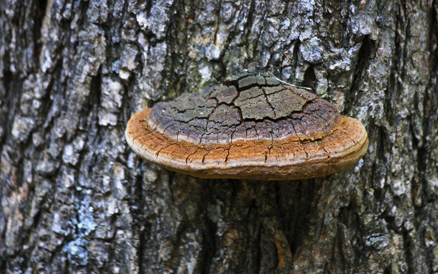 Tree Fungus 4 Photograph