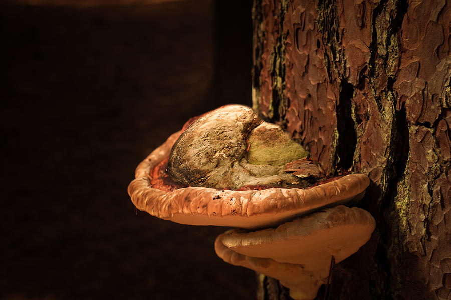 Tree Fungus as Art Photograph by Joni Eskridge