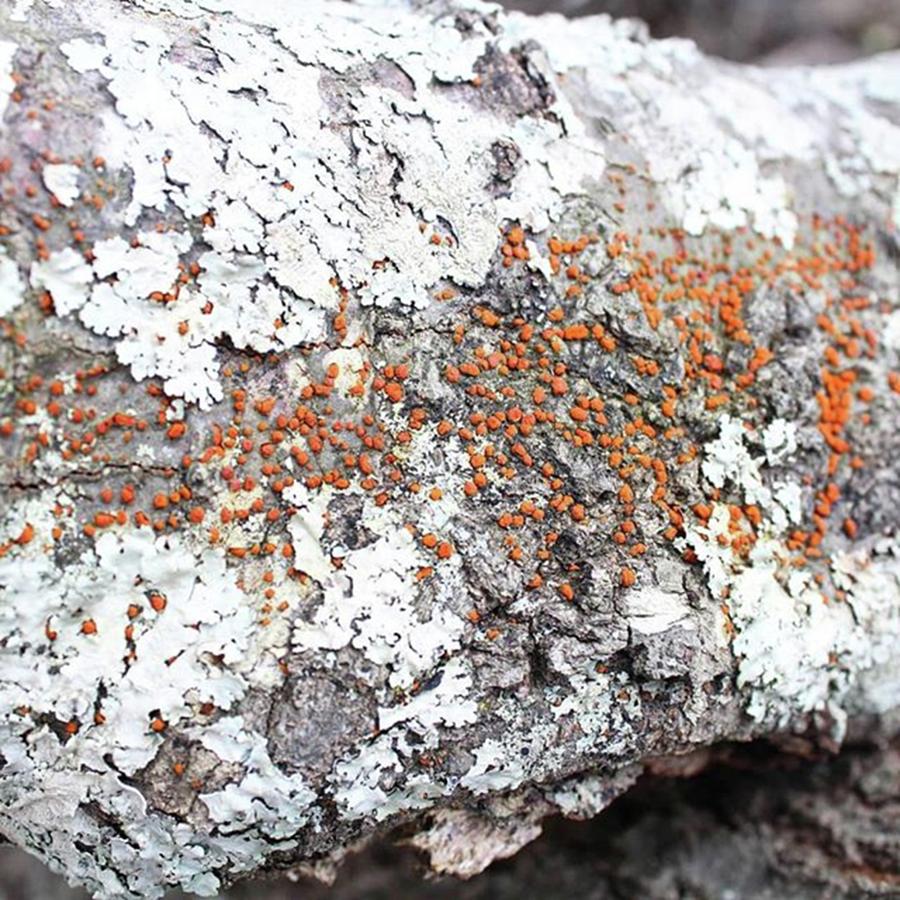 Atlanta Photograph - #tree #fungus #lichen  #nature_shooters by Kazan Durante