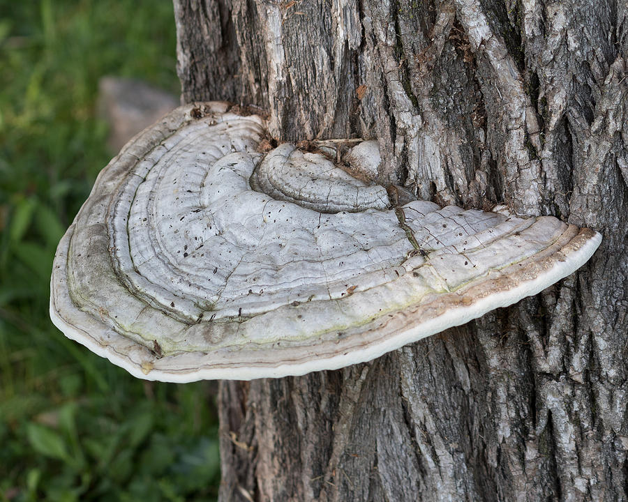 Tree Fungus by Marc Champagne Tree Fungus by Marc Champagne