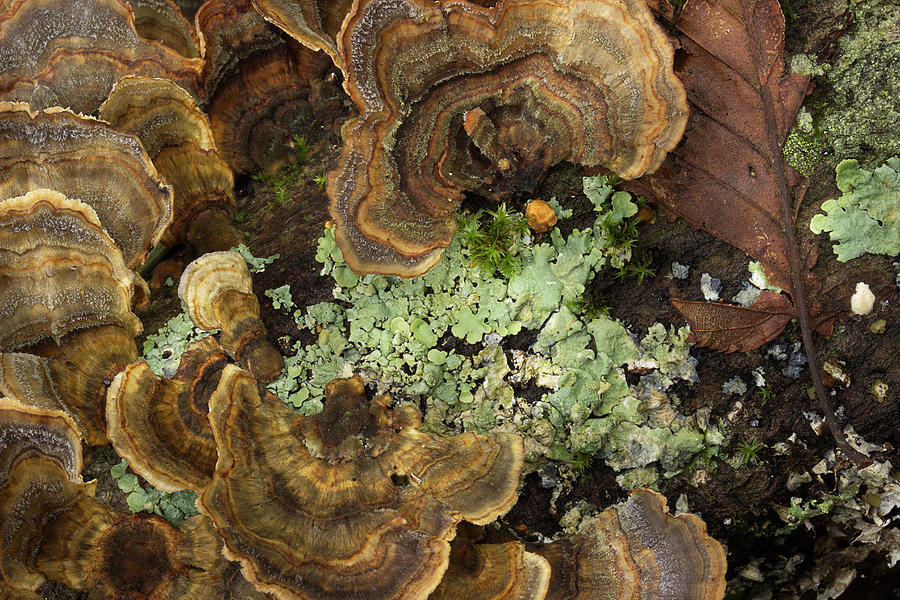 Tree Fungus Photograph by Mike Eingle
