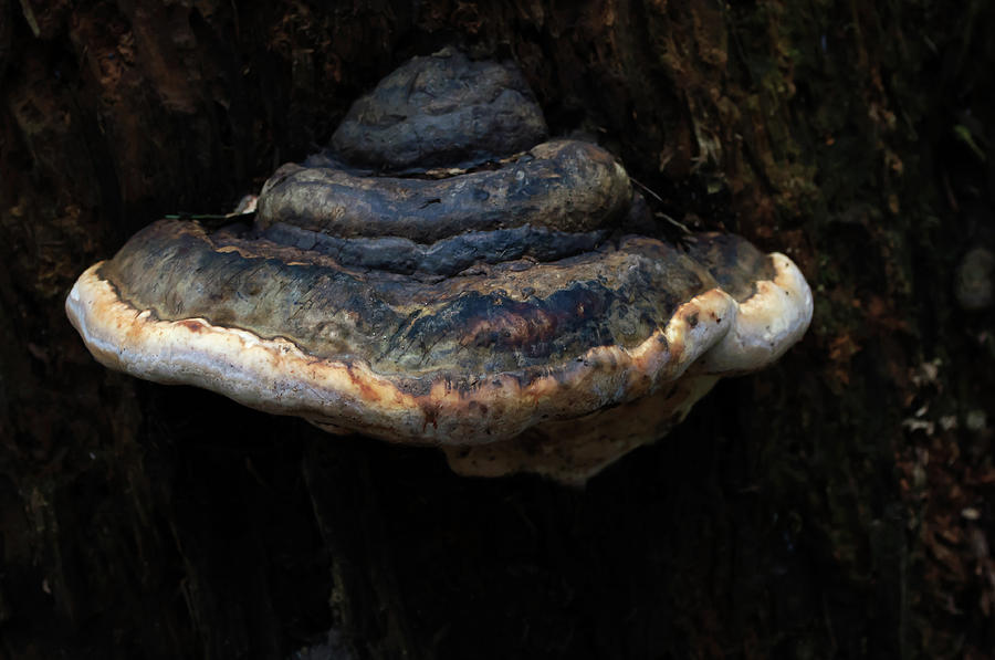 Tree Fungus Photograph by Tikvahs Hope