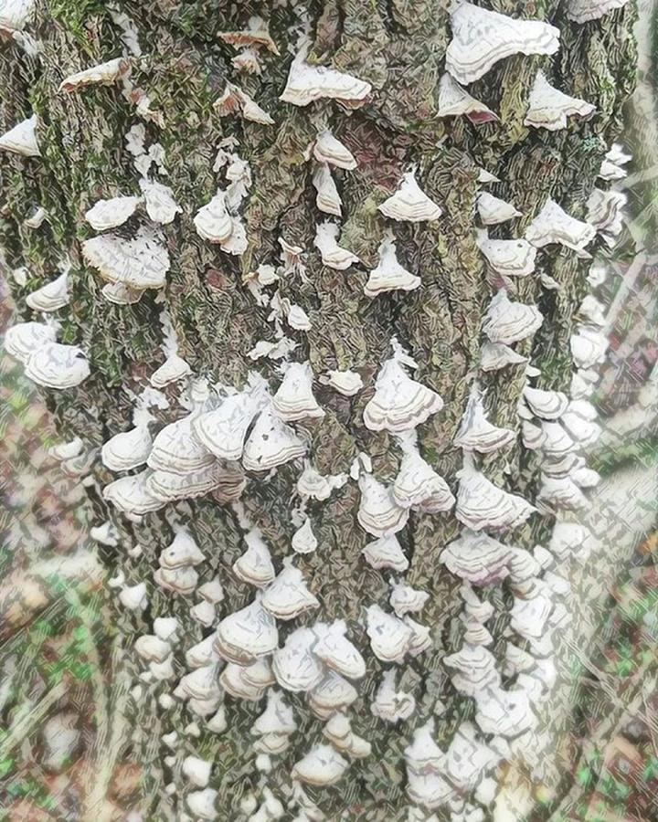 Atlanta Photograph - #tree #fungus #turkeytail by Kazan Durante