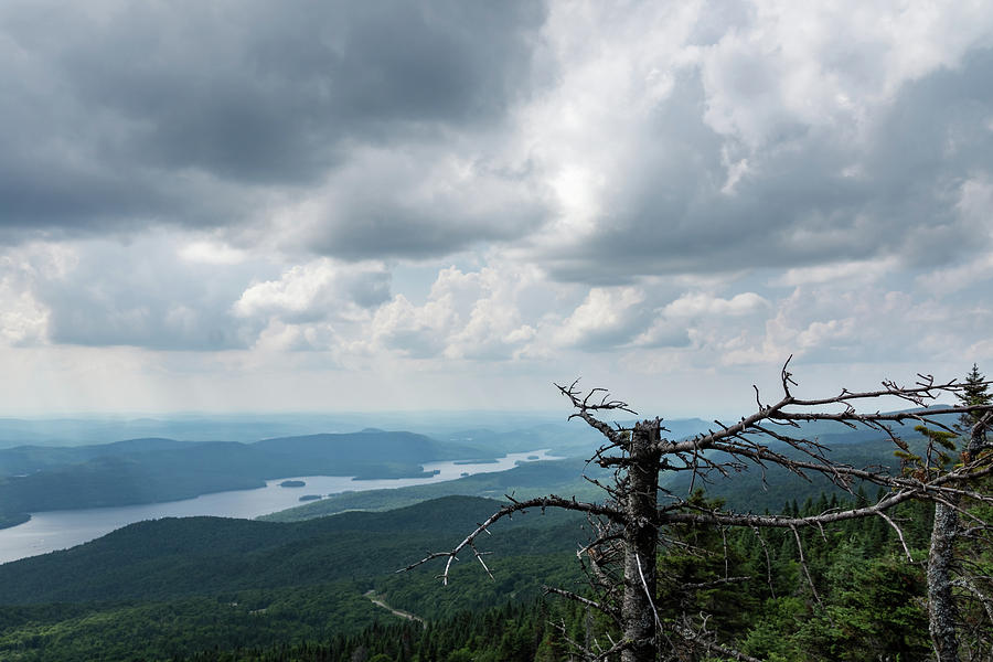 Mountain Drama - Turbulent Sky and Broken Pines Photograph by Georgia Mizuleva