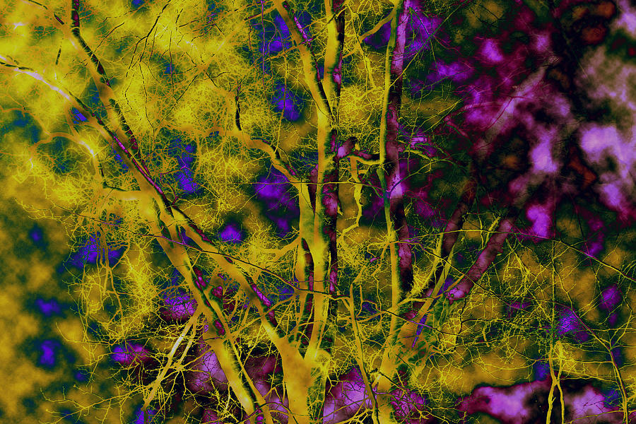 Abstract Photograph - Tree Glow by Linda Sannuti