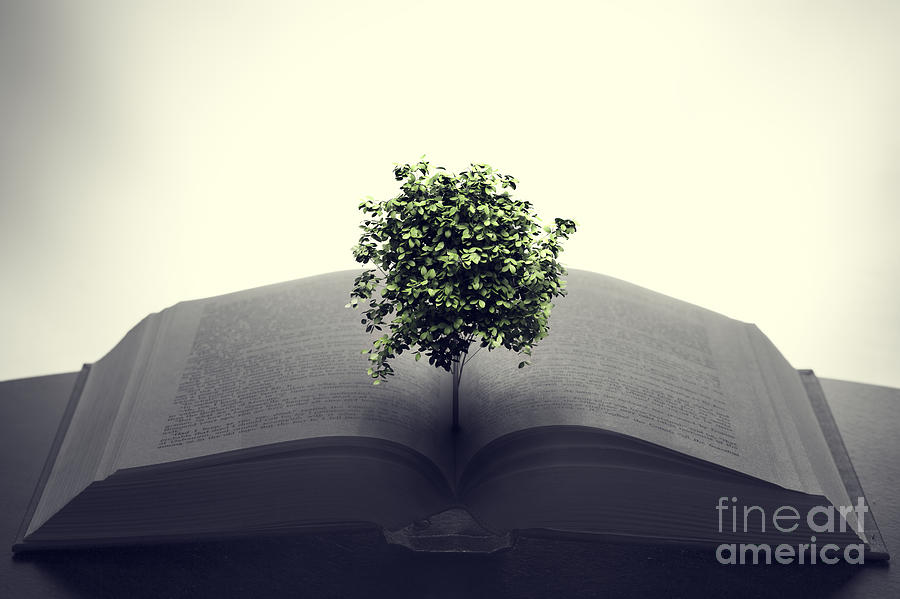 Tree growing from an open book Photograph by Michal Bednarek