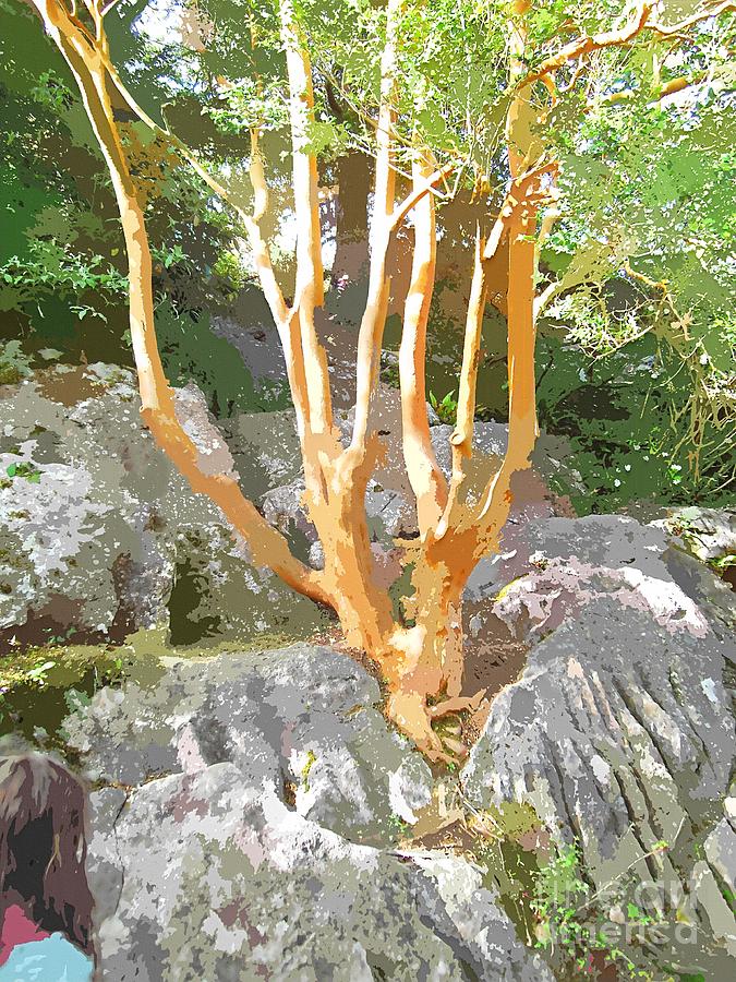 Tree Growing From Rock Killarney  Painting by Mary Cahalan Lee - aka PIXI