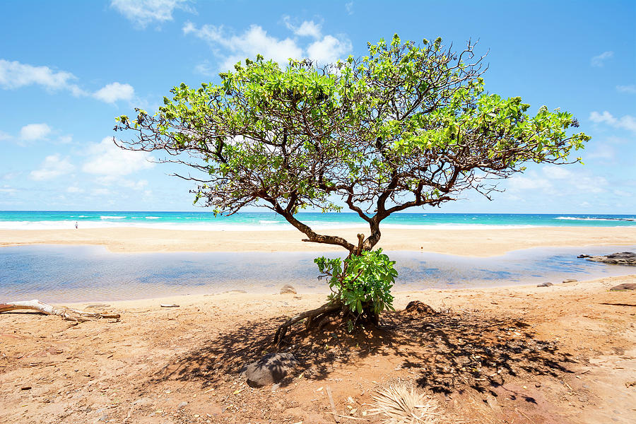 Tree growing on Hawaiian Beach Photograph by Joe Belanger Pixels