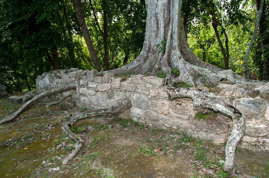 Tree growing through the Ruins in Oxtankah Digital Art by Carol Ailles