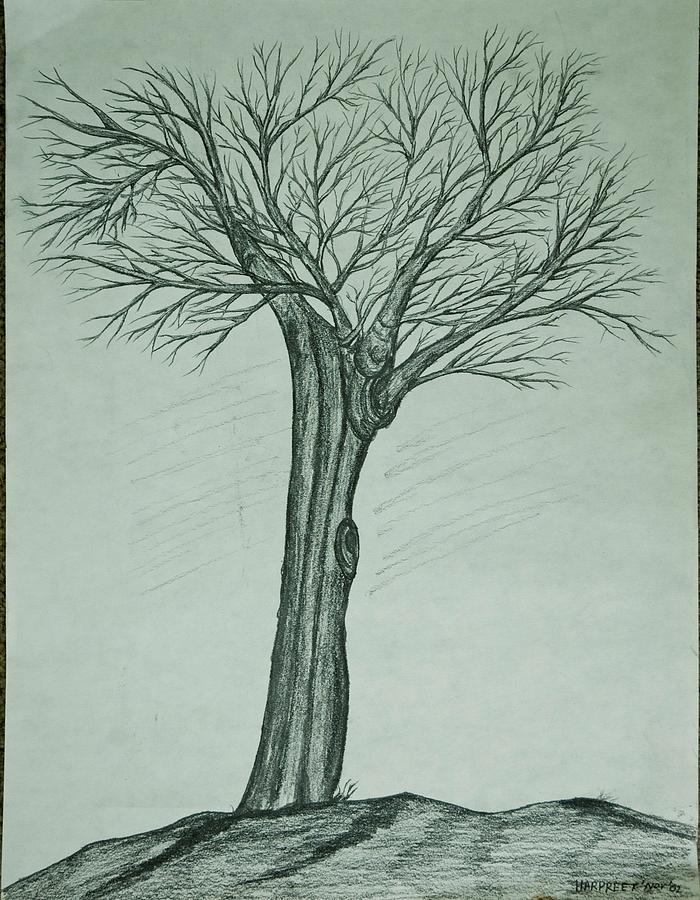 Tree Drawing by Harpreet Singh - Fine Art America