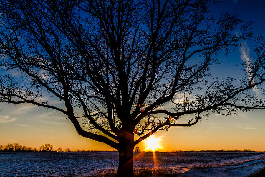 Tree hiding the sun Photograph by Joe Holley