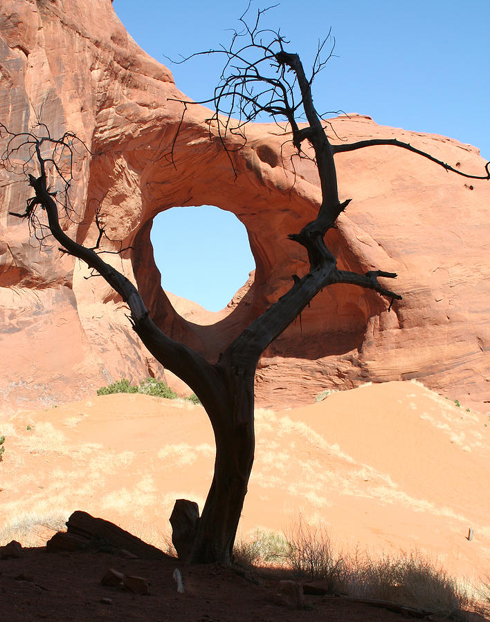 Desert Photograph - Tree Hole by Mary McGrath