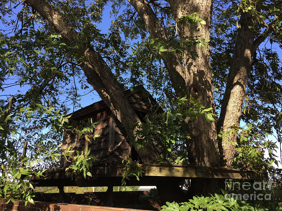 Tree House For Play Photograph by Skip Willits