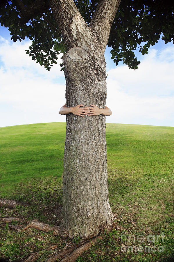 Tree Hugger 3 Photograph by Brandon Tabiolo - Printscapes