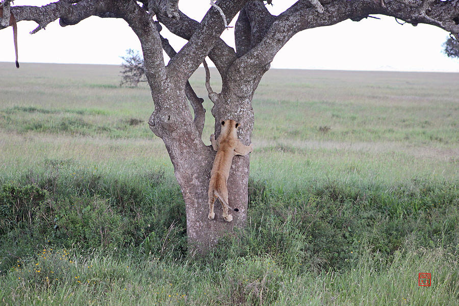 Tree Hugger by David Jenkins Tree Hugger by David Jenkins