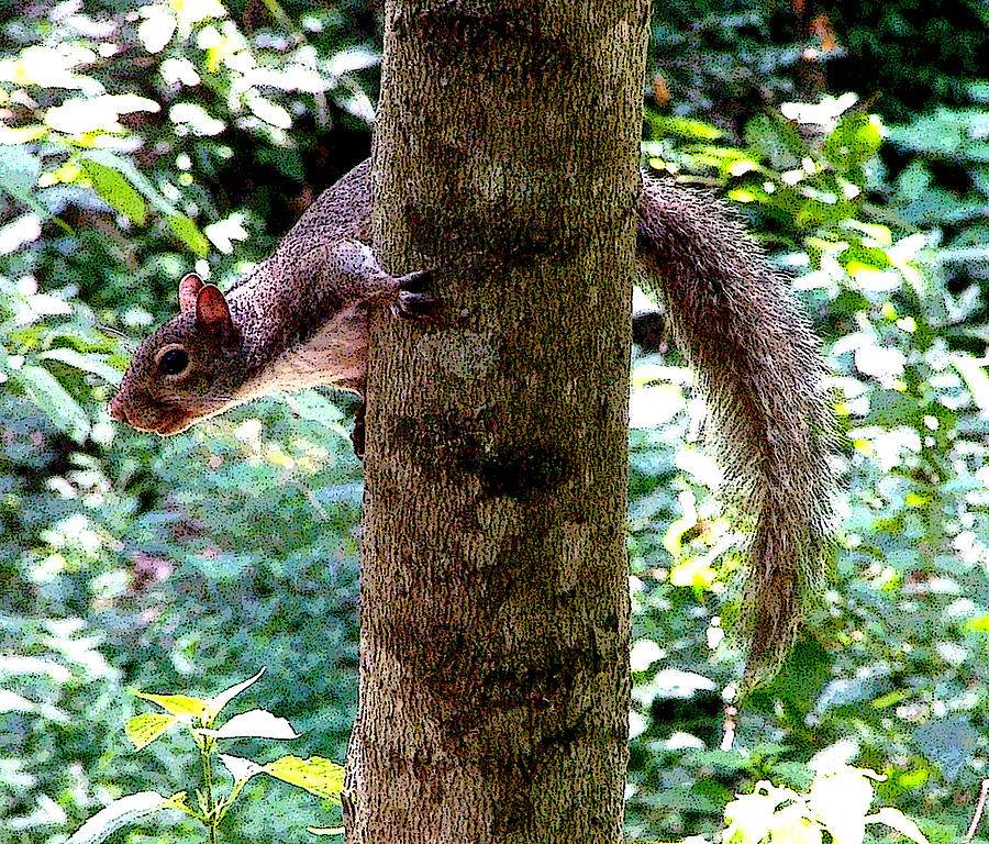 Mouse Photograph - Tree Hugger by Mindy Newman