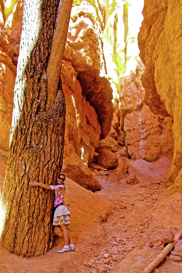 Tree Hugger on Wall Street on Navajo Trail in Bryce Canyon National Park, Utah  Photograph by Ruth Hager