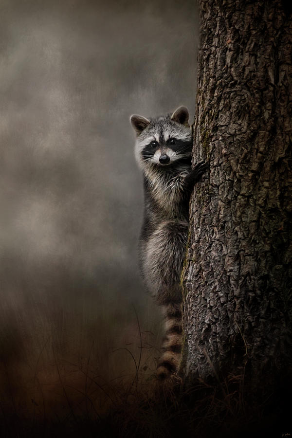 Animal Photograph - Tree Hugger Raccoon Art by Jai Johnson