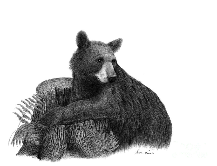 Wildlife Drawing - Tree Hugger by Susan Fraser SCA  B Sc