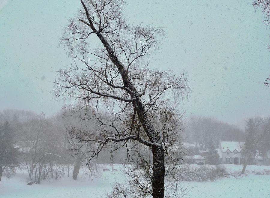 Tree in a Blizzard Photograph by Stephanie Moore | Fine Art America