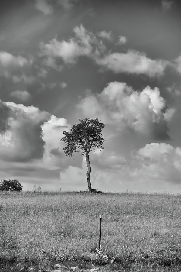 Tree In A Field Photograph by Guy Whiteley