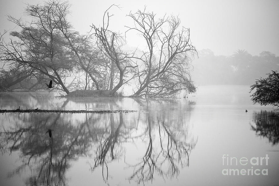 Tree in a lake Photograph by Pravine Chester