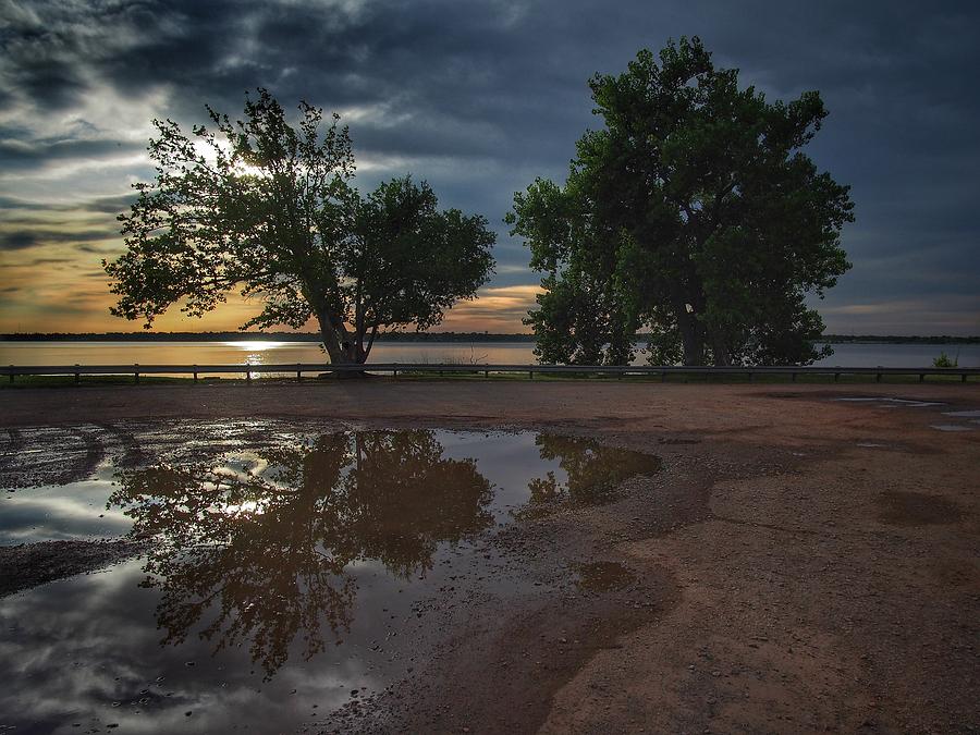 Tree in a Puddle  Photograph by Buck Buchanan