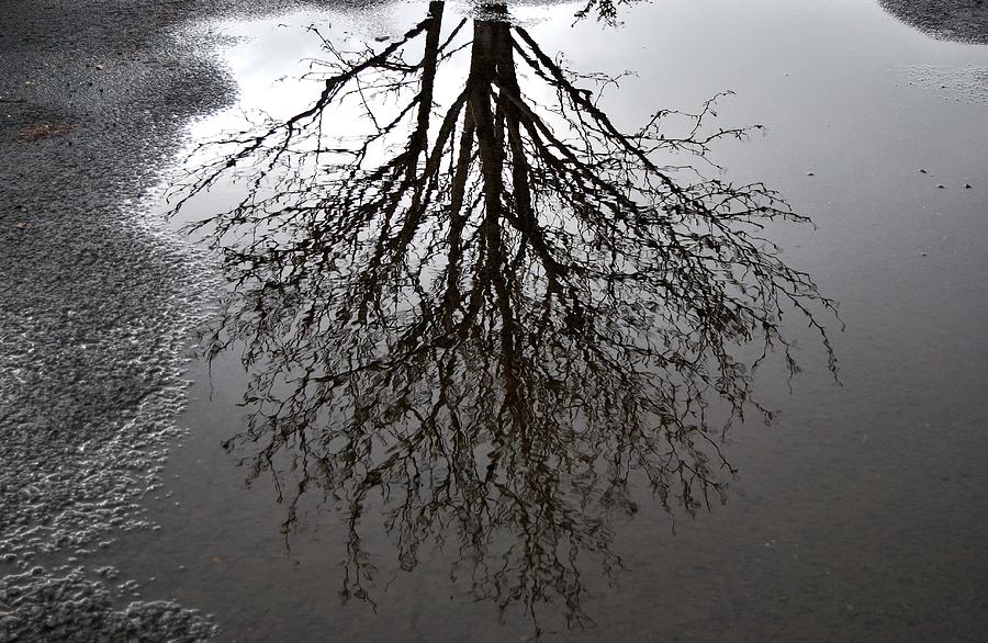 Reflection Photograph - Tree in a Puddle by Marilynne Bull