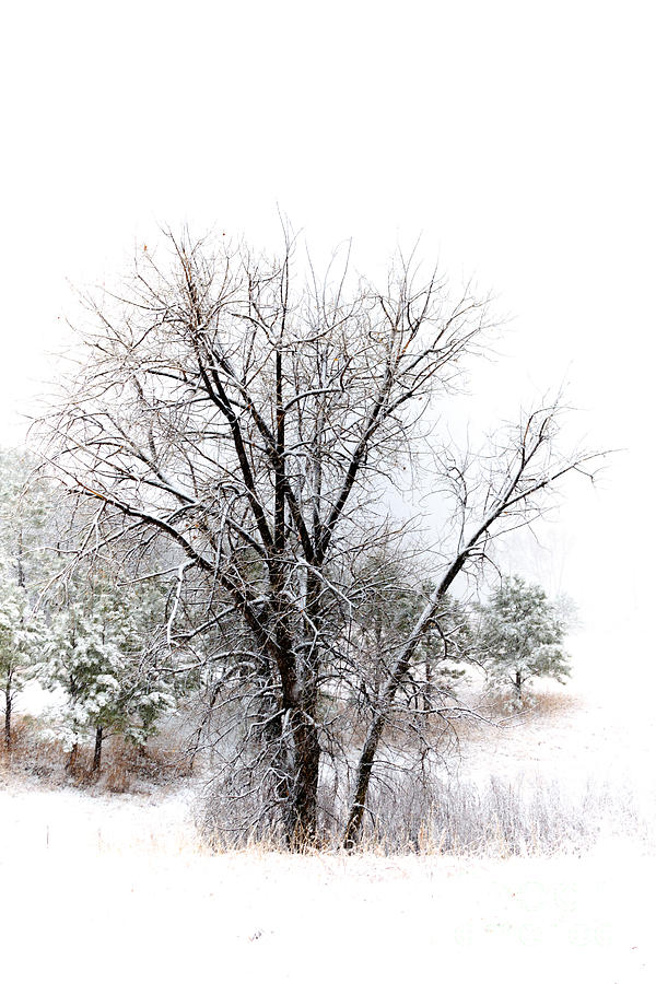 Tree in a Snowstorm Photograph by Richard Smith