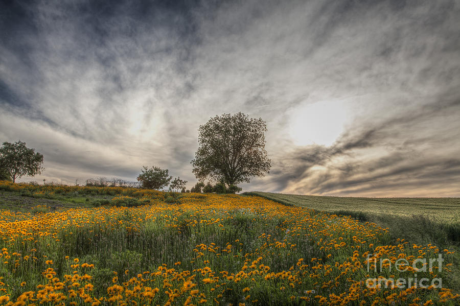 2015 Photograph - Tree In A Yellow Field by Larry Braun 2015 Photograph - Tree In A Yellow Field by Larry Braun