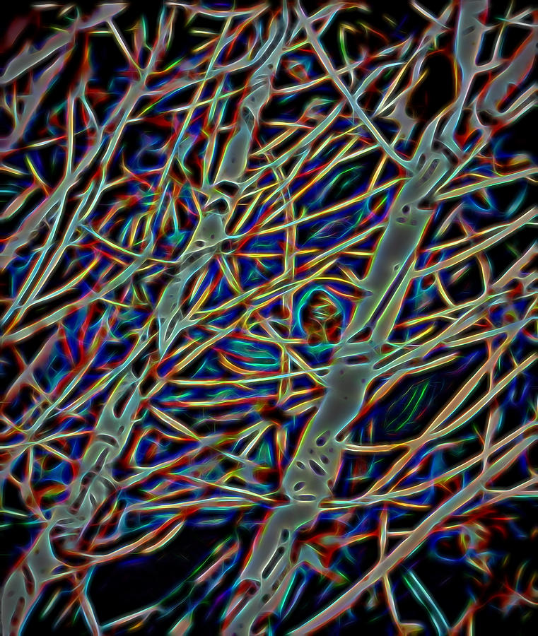 Tree in Abstract Digital Art by Cathy Anderson