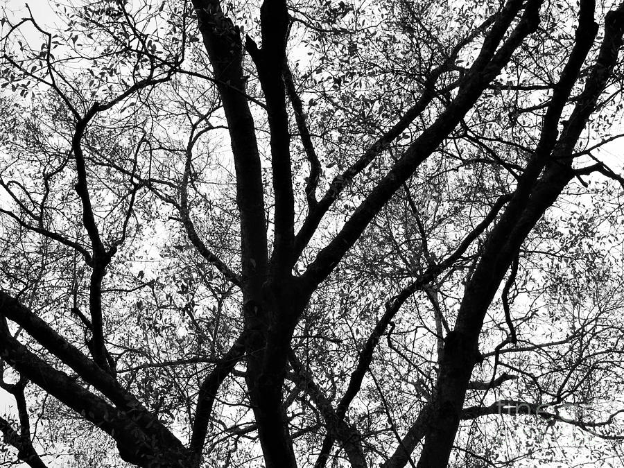 Tree In Abstract Photograph by Jan Gelders