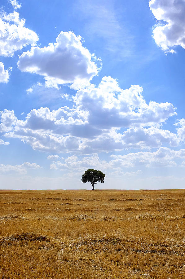 Tree in an harvested wheat field  Photograph by Fabrizio Troiani