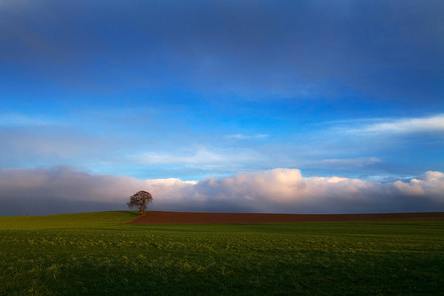 Sunset Photograph - Tree In Arable Farmland Near Carlow by Panoramic Images