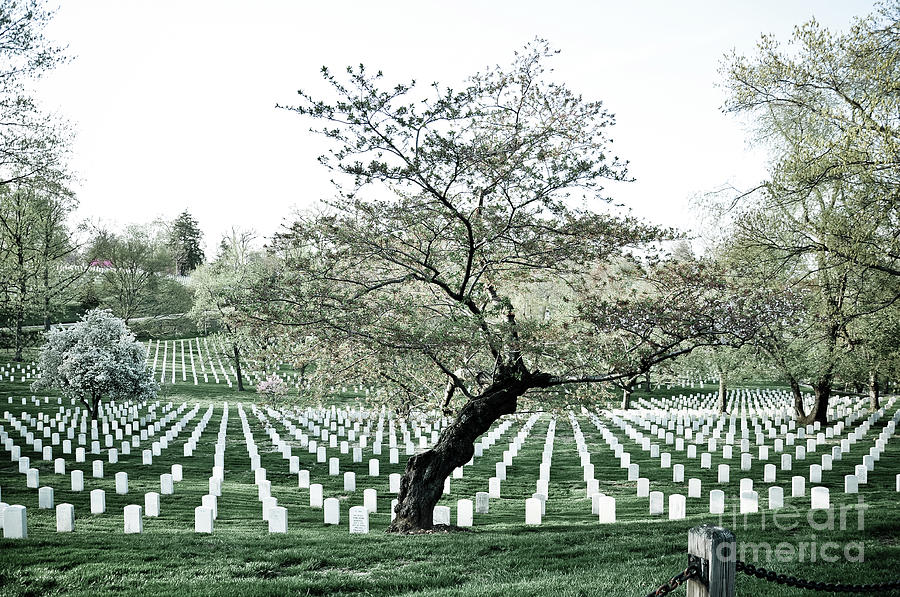 Tree in Arlington Cemetery  Photograph by Scott Sawyer