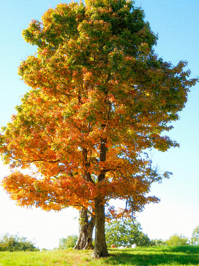Tree in autumn 1 Painting by Jeelan Clark