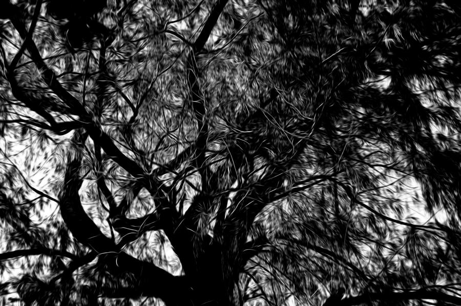Tree In Black and White 1 by Kristalin Davis Photograph by Kristalin Davis