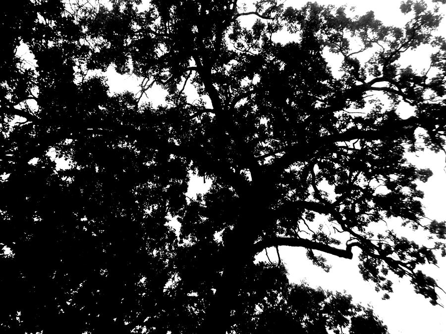 Tree In Black And White Photograph