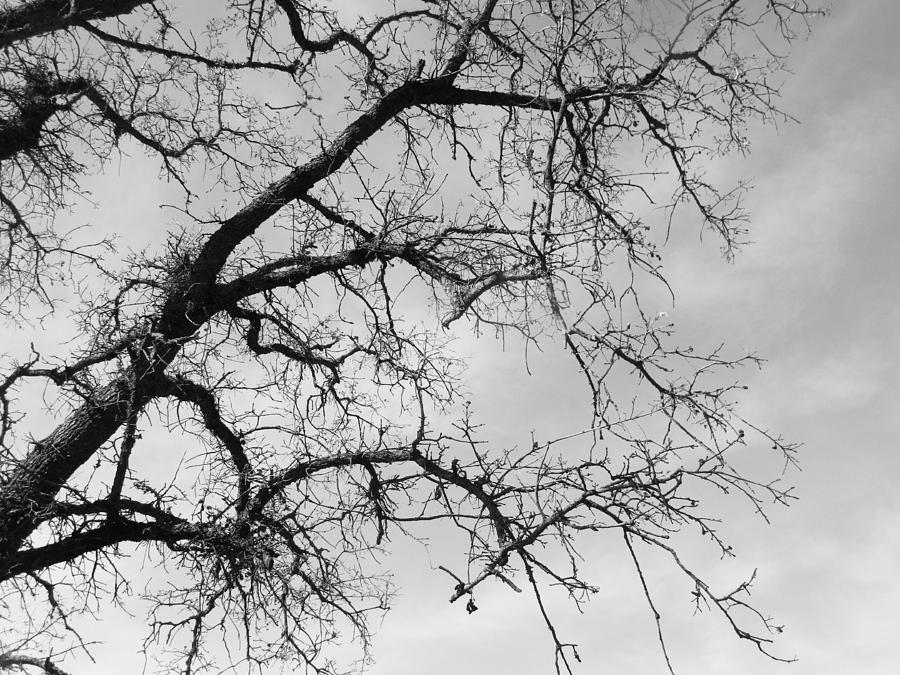 Tree In Black And White Pyrography by James Hoehn - Fine Art America