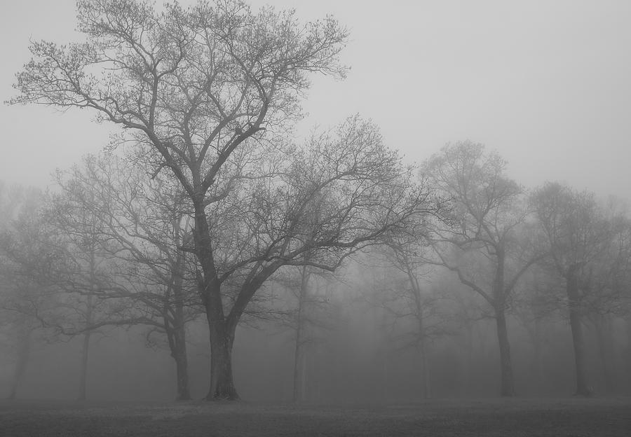Tree Photograph - Tree In Black And White by James Jones Tree Photograph - Tree In Black And White by James Jones