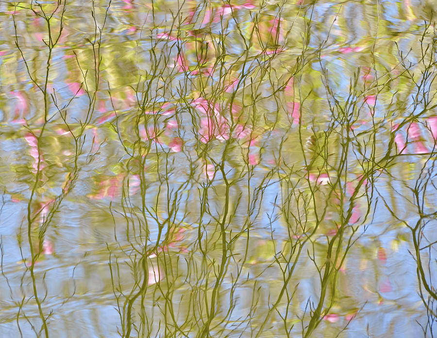 Tree in bloom reflection on the water Photograph by Dutourdumonde Photography