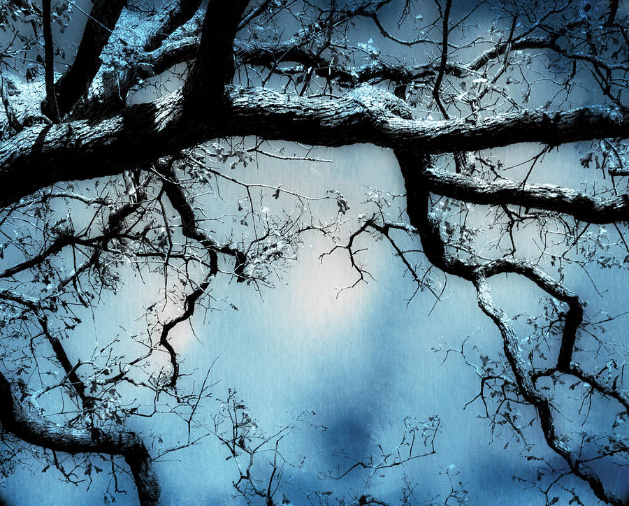 Tree In Blue - nature art Photograph by Ann Powell