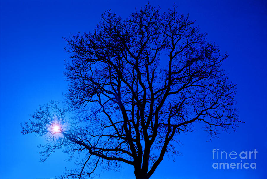 Nature Photograph - Tree in blue sky by Silvia Ganora